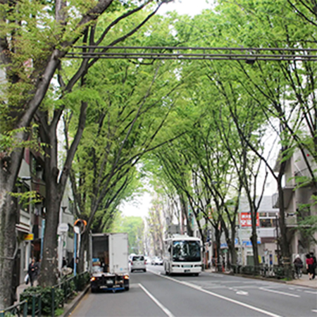 中杉通・欅並木